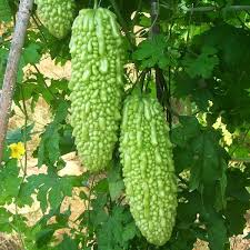 Kelebihan kapsul peria katak asli. Tentang Inspirasi Hidupku Khasiat Buah Peria Dan Kebaikannya