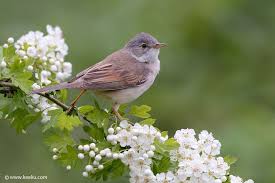 Common Garden Birds Of South Africa Common Whitethroat Beautiful Birds Birds White Gardens
