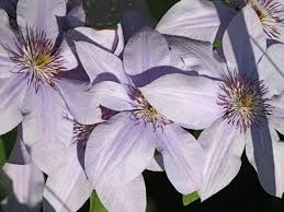 Compact, easy care, bushy habit. Clematis Bernadine Tm Evipo 061 Clematis Bernadine Tm Evipo 061 Baumschule Horstmann