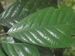 Image result for Rinorea laurentii