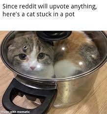 Silly Kitty Stuck In A Pot Memes