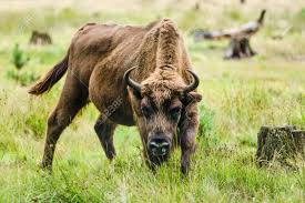 The european bison is the national animal of poland. European Bison Adult Male In Bialowieza Forest An Endangered Stock Photo Picture And Royalty Free Image Image 150358084