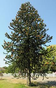 Check spelling or type a new query. The Monkey Puzzle Tree A Living Fossil Gildshire