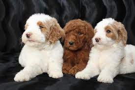 Maybe you would like to learn more about one of these? Goldendoodle Puppies Amigo Acres