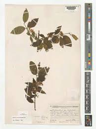 Image result for Psydrax livida