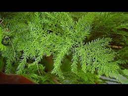 How To Grow Care Satavar Asparagus Racemosus Satavar Shatavari Or Shatamull Youtube Asparagus Fern Asparagus Herbs