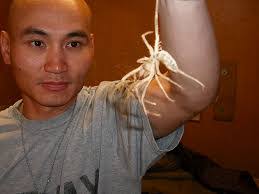 Gnproject #giantcamelspider #brutalcamelspider large brutal camel spider kills mouse this video contains extemly graphic. Camel Spiders Fast Bitey Angry Mutant Thing Album On Imgur