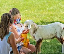 Includes straw bales, portable fencing, brushes, and hand sanitizing station. See Animals Up Close At Farms And Petting Zoos Around Boston Mommypoppins Things To Do In Boston With Kids