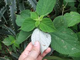 Image result for Boehmeria macrophylla
