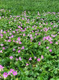 It tends to grow in moist, shady areas with poor soil. Gardening On The Treasure Coast How Can I Get Rid Of The Pink Clover Growing In My Yard