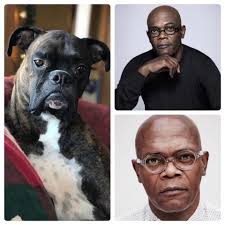 lookalikedogchallenge I'm editing the post to say this is my Hugo 🥰