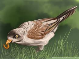 Guide Can Help You Know What To Feed A Baby Bird Care Your Pet Dog Or Cat Online Plupetstore Com