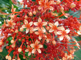 Image result for Clerodendrum rotundifolium