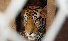 5 things Tiger King doesn't explain about captive tigers | Stories | WWF