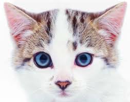 Information on how to prevent and cope with cat fighting. Eyes How To Tell If Your Cat Is Sick Howstuffworks