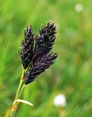 Image result for Fimbristylis scabrida