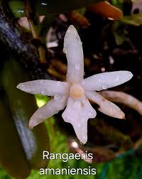 Image result for Ypsilopus