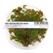 Image result for Ludwigia senegalensis