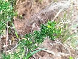 Image result for Asparagus suaveolens