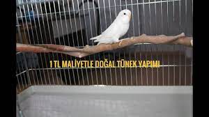 1 tl maliyetle dogal tunek yapimi muhabbet kusu papagan kafes kuslari muhabbet kuslari papagan kusu