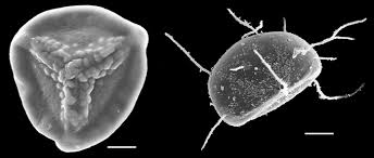 Image result for Lomariopsis guineensis