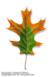 Starting at the top of the tree, leaves rapidly wilt and turn brown. Texasoakwilt
