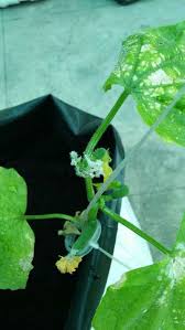 Image result for Mealybug cucumber