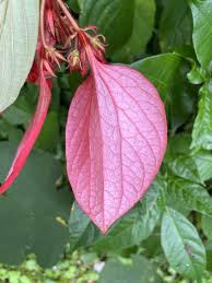 Image result for Mussaenda rivularis