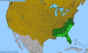 Image result for Lannea virgata