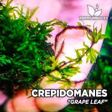 Image result for Crepidomanes