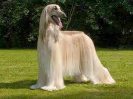 Guzel Bir Kopek Ein Sochon Hund Kopek Teriyer Tazilar
