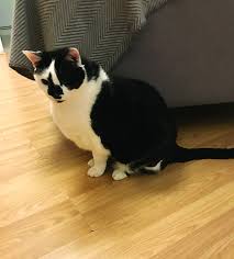 Fat cat wine bar reviews. Fat Cat Sheds More Than 3kg The Portugal News
