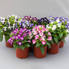 Image result for Torenia thouarsii