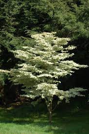 How To Grow Wolf Eyes Dogwood Dogwood Trees Wolf Eyes White Gardens