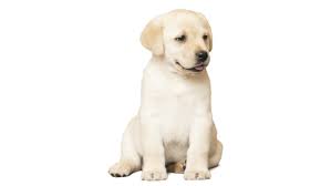 Select from premium puppy white background of the highest quality. Funny Labrador Puppy Sits On Arkivvideomateriale 100 Royaltyfritt 16019503 Shutterstock
