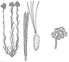 Image result for Pseudognaphalium luteo-album