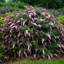 Dwarf butterfly bush is perfect for bringing butterflies into the garden and up close to the house. Buddleia Pink Cascade Pp30711 Walters Gardens Inc