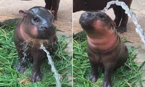 Bathing every day is a very important baby hippo bath time is an online html5 game presented by yiv.com, it's playable in browsers such as safari and chrome. Baby Pygmy Hippo Nicknamed Bacon Gets A Shower In Adorable Footage Daily Mail Online