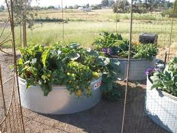 Water Trough Gardening Raised Garden Building A Raised Garden Water Trough