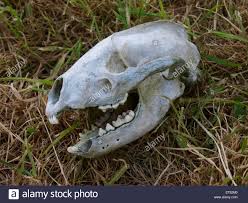 Schadel Gefunden In Einem Feld Wahrscheinlich Von Einem Dachs Devon Uk Stockfotografie Alamy