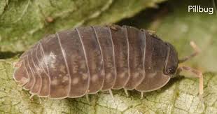 Check spelling or type a new query. Bad Garden Bugs Identify Control Harmful Plant Insects Pictures