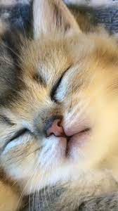 Let S Talk About Ways To Take Care Of Your Cat S Ears Cattime In 2021 Kitten Cuddle Cute Cats Animals