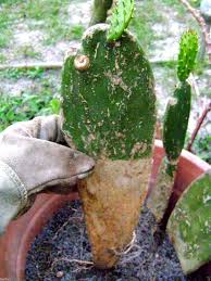 Am taking cuttings of a hildewintera/ cleistocactus aureispinus cactus. Pin Su Artvine Nursery