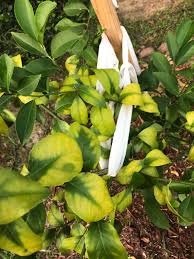 Now it's your turn to find the cause and fix it. Is Anyone Here Familiar With Meyer Lemon Trees It S Fruit Bearing But The Leaves Are Turning Yellow And I M Not Sure Why I Ve Purchased Some Lemon Tree Fertilizer And Applied It But