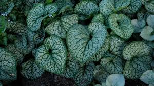 Image result for Dacryotrichia robinsonii