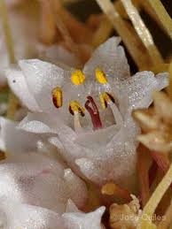 Image result for Cuscuta planiflora