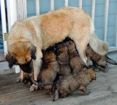We may have female availability in the litter. Bobevs Leonbergers Leonberger Breeder In Andes Ny