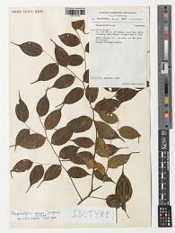 Image result for Rhaphiostylis beninensis