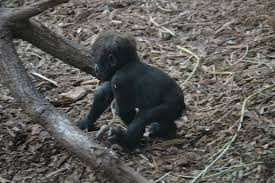 Baby finger monkey relax while bathing routine pet cute animals brings you the best cute animal compilations, try not to laugh. Baby Monkey Gifs Page 2 Wifflegif
