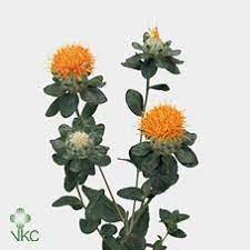 Carthamus Flower Uk Best Flower Wallpaper